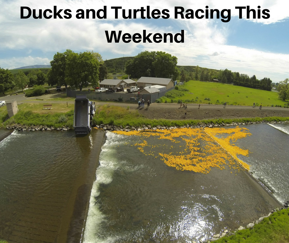 Ducks and turtles racing this weekend