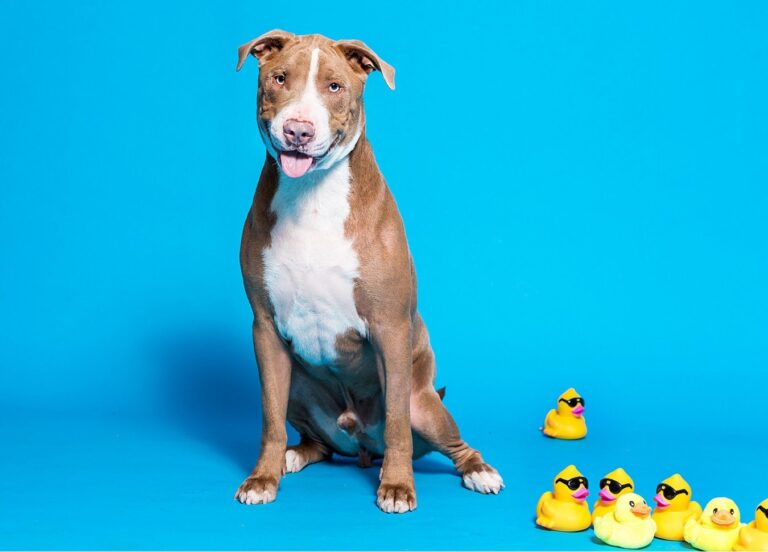 Dog Smiling with Rubber Ducks