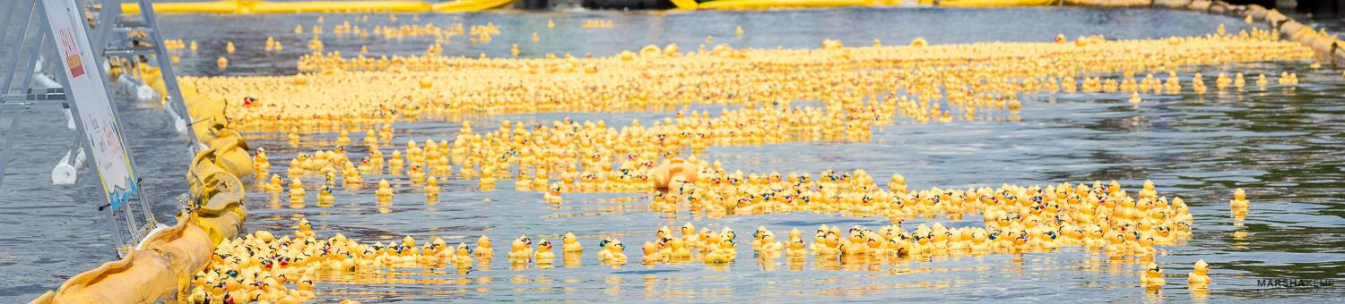 The Incredible Duck Race