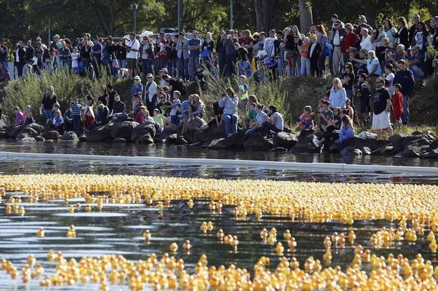 Great Mid-Columbia Duck Race